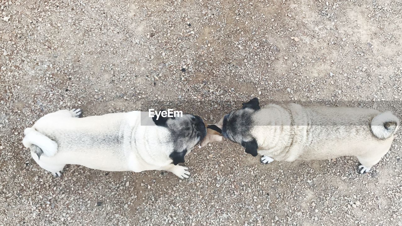 High angle view of two dogs