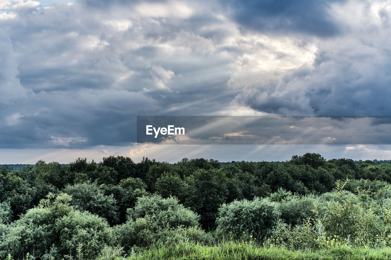 Plants growing on land against sky