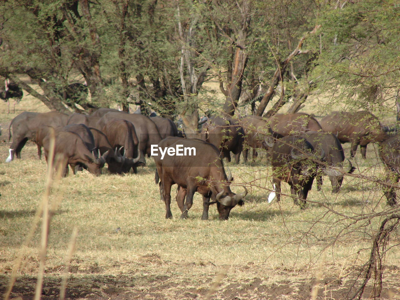 HORSES IN THE FIELD