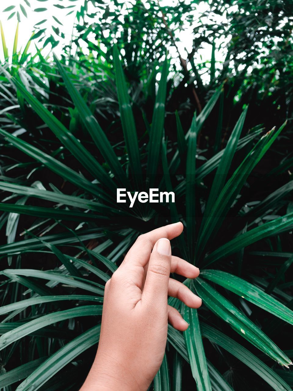 Cropped hand of person touching plants growing in park