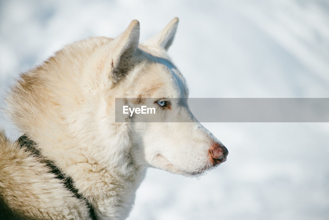 CLOSE-UP OF DOG IN WINTER