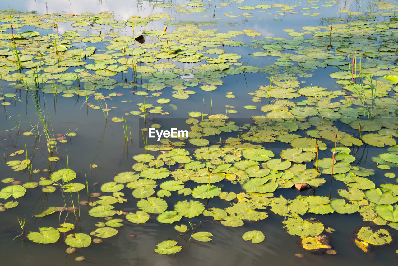 Close-up of lotus leaves floting in the lake