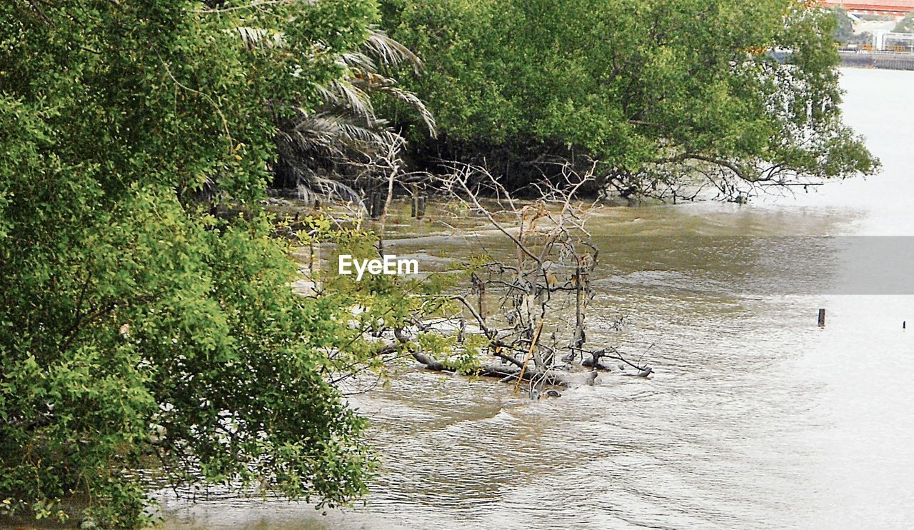 PLANTS GROWING BY RIVER