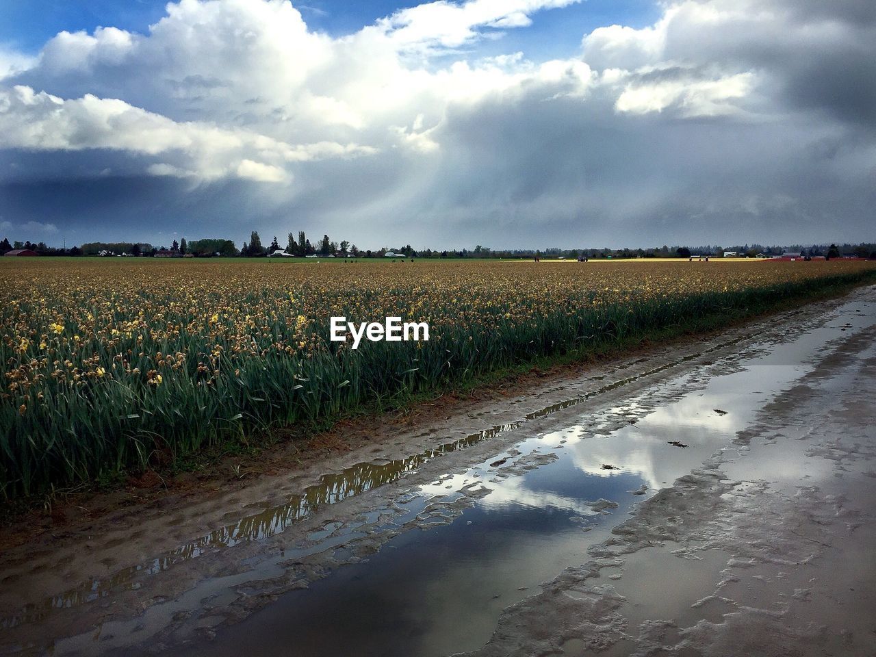 Muddy road by field against cloudy sky