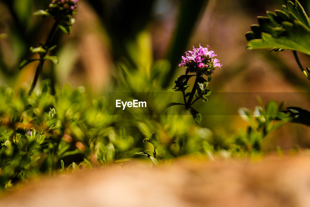 CLOSE-UP OF FLOWERING PLANT AGAINST PURPLE WALL