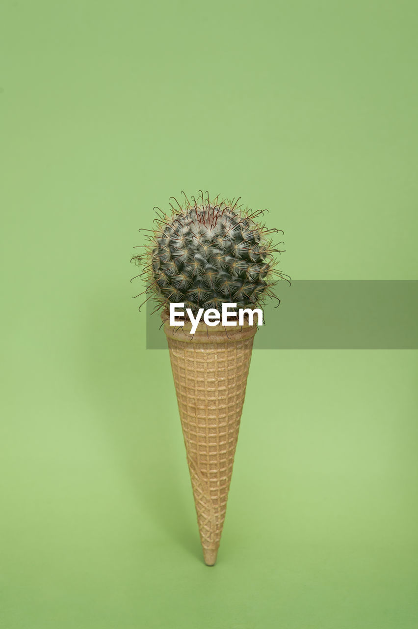 Close-up of cactus on ice cream cone against green background