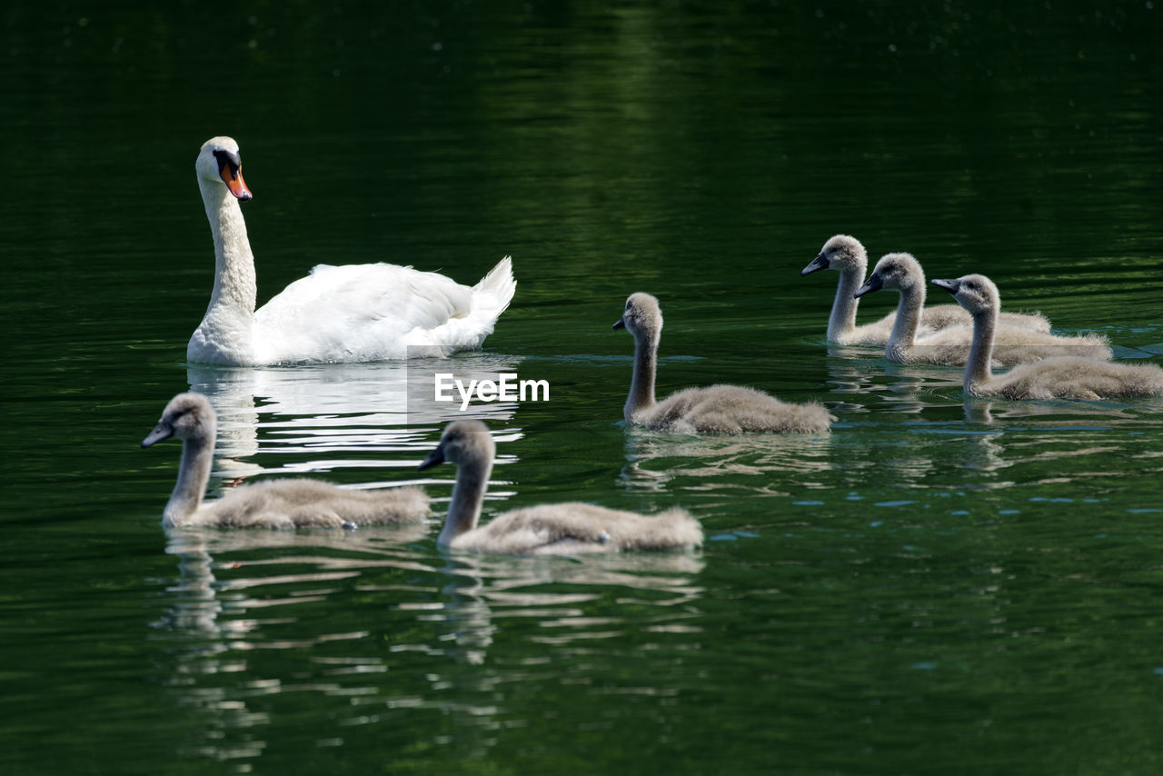 SWANS AND DUCKS IN LAKE