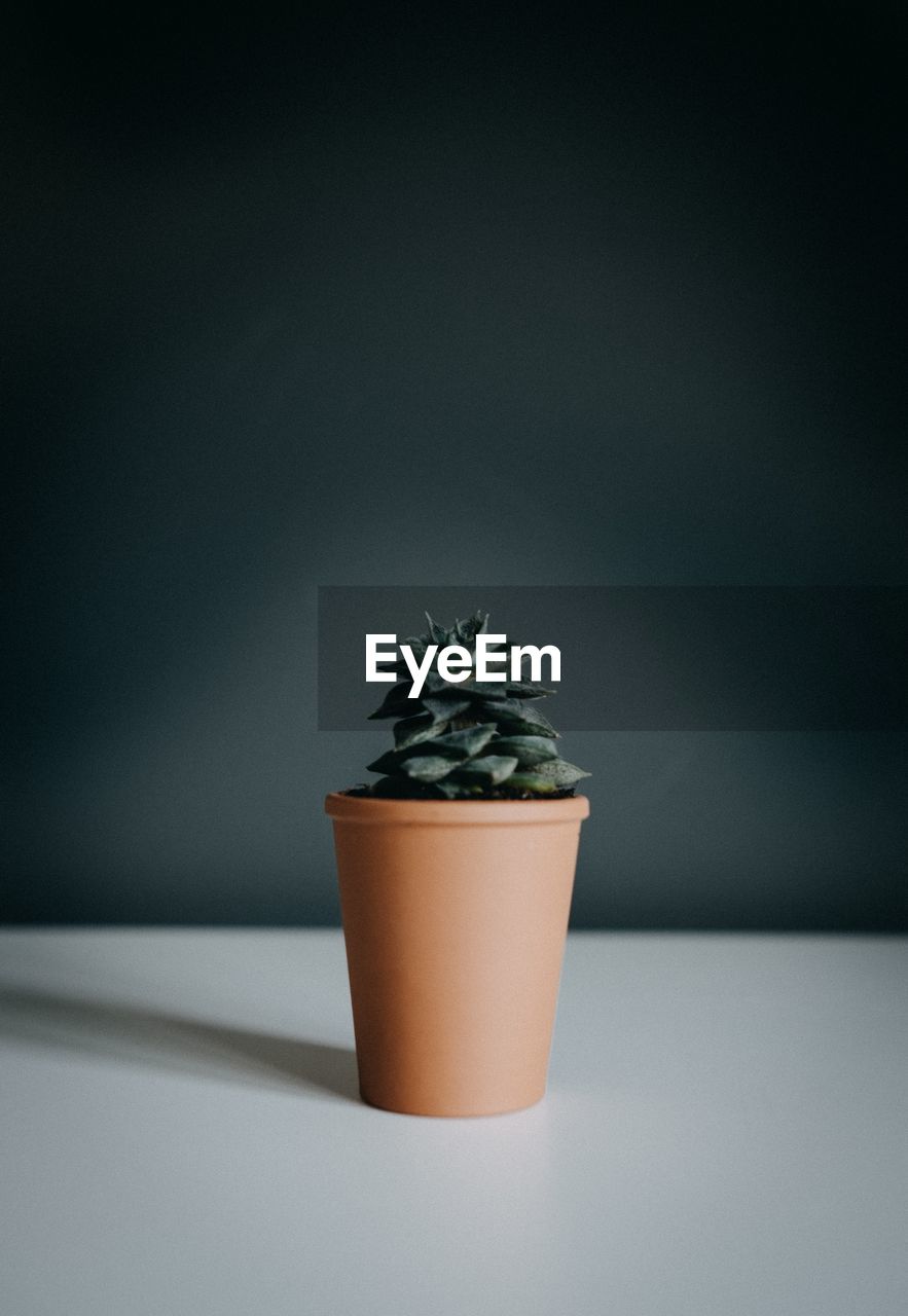 Single succulent in terracotta pot