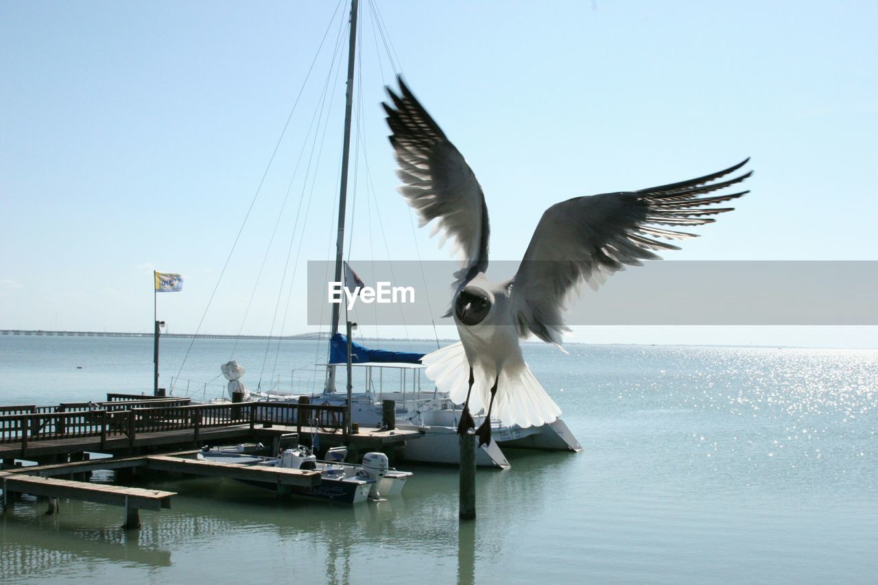 Close-up of bird flying against sea