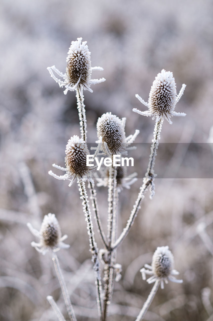frost, plant, nature, flower, winter, close-up, macro photography, beauty in nature, flowering plant, cold temperature, no people, focus on foreground, branch, snow, plant stem, growth, dry, freshness, twig, fragility, freezing, land, outdoors, environment, dried plant, frozen, tranquility, day, white, ice, selective focus, leaf