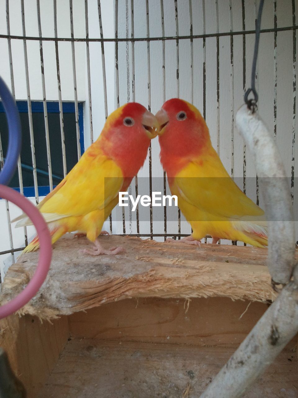 CLOSE-UP OF PARROT PERCHING IN CAGE