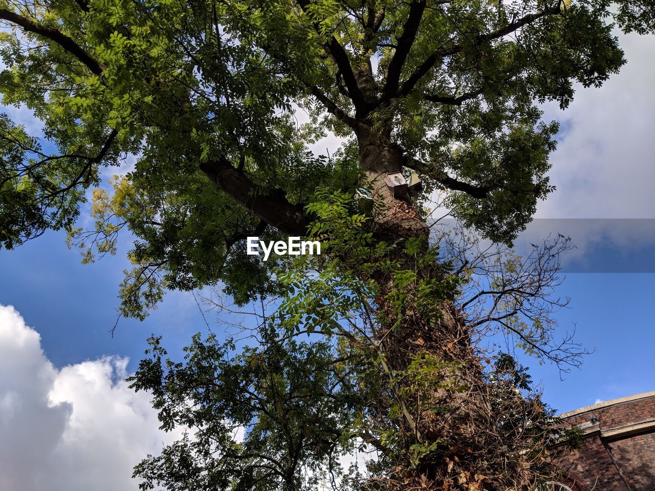 DIRECTLY BELOW SHOT OF TREE AGAINST SKY