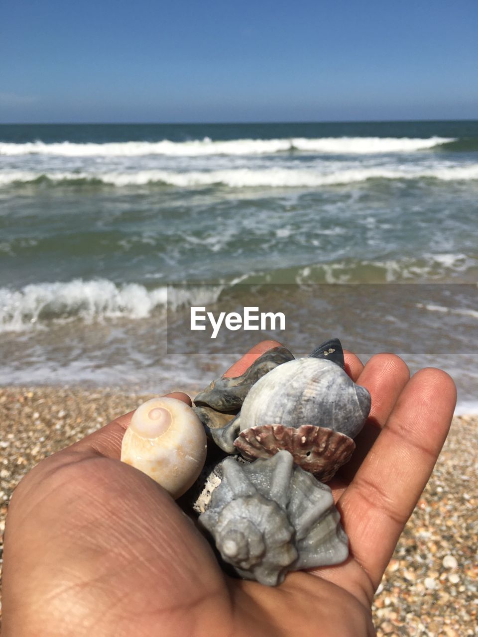 Cropped image of hand holding shells on beach
