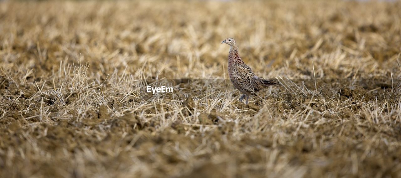 animal themes, animal, animal wildlife, prairie, wildlife, one animal, bird, plant, nature, grass, selective focus, land, field, agriculture, no people, landscape, day, outdoors, environment, cereal plant, side view, rural scene, crop, wheat