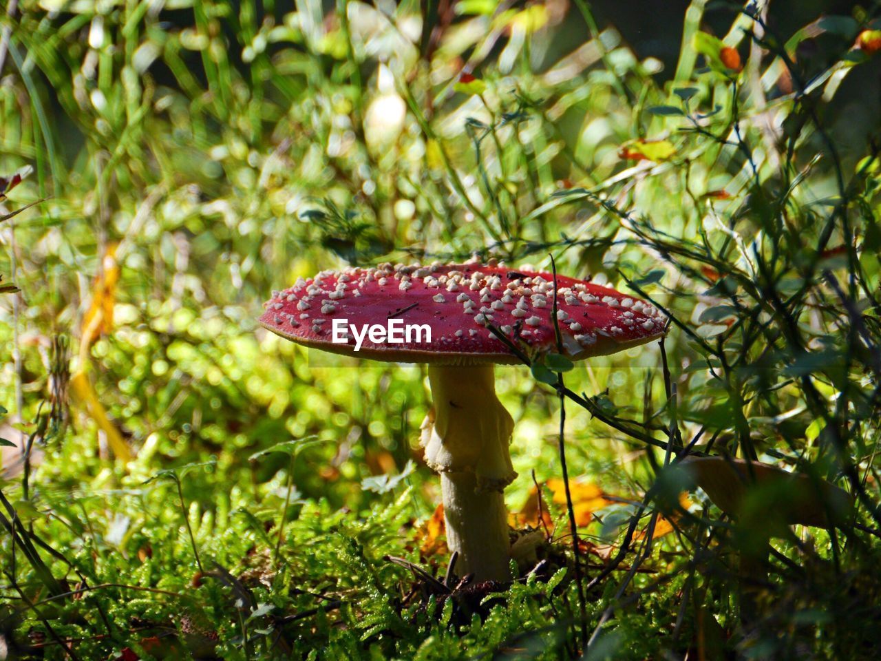CLOSE-UP OF RED MUSHROOM GROWING IN PLANT
