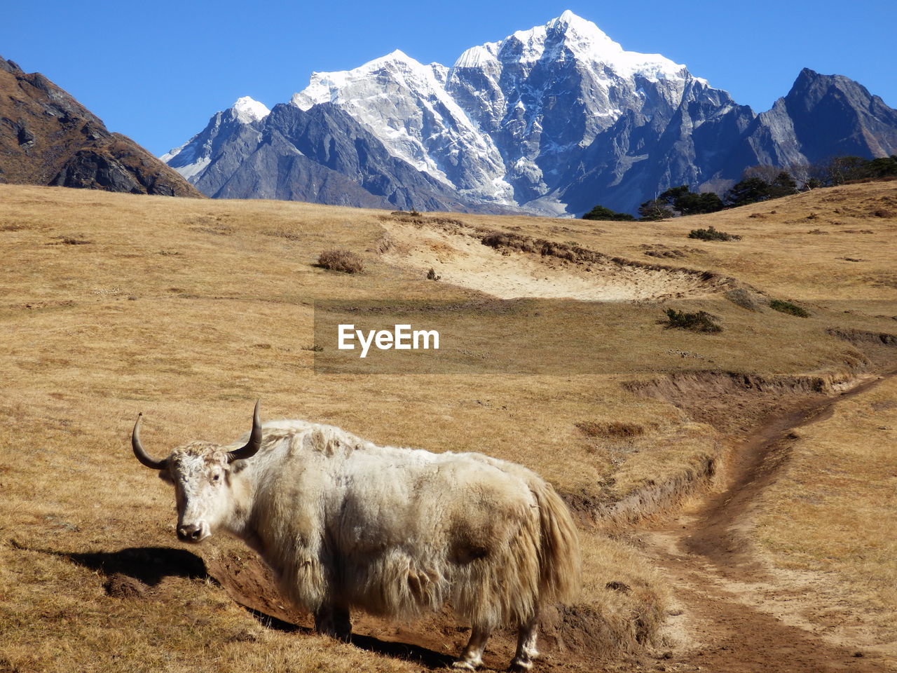 Animal standing against mountains