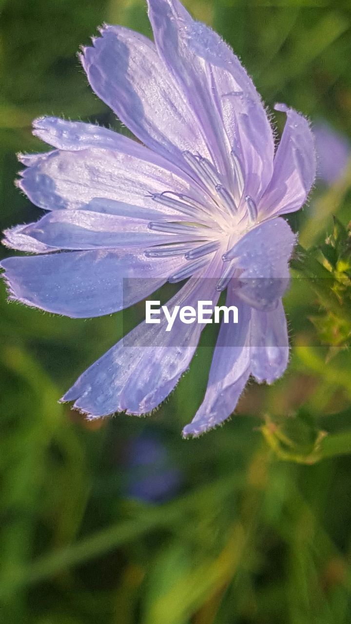 MACRO SHOT OF PURPLE FLOWER