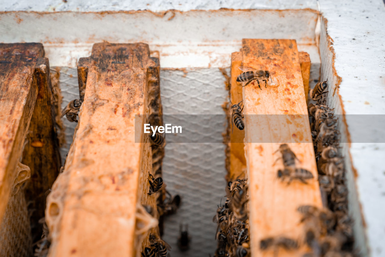 CLOSE-UP OF BEES ON A WOOD