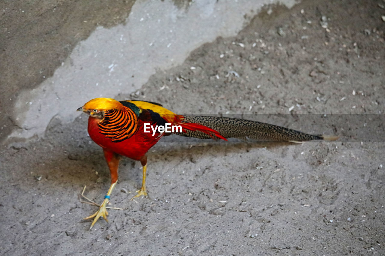 HIGH ANGLE VIEW OF A BIRD