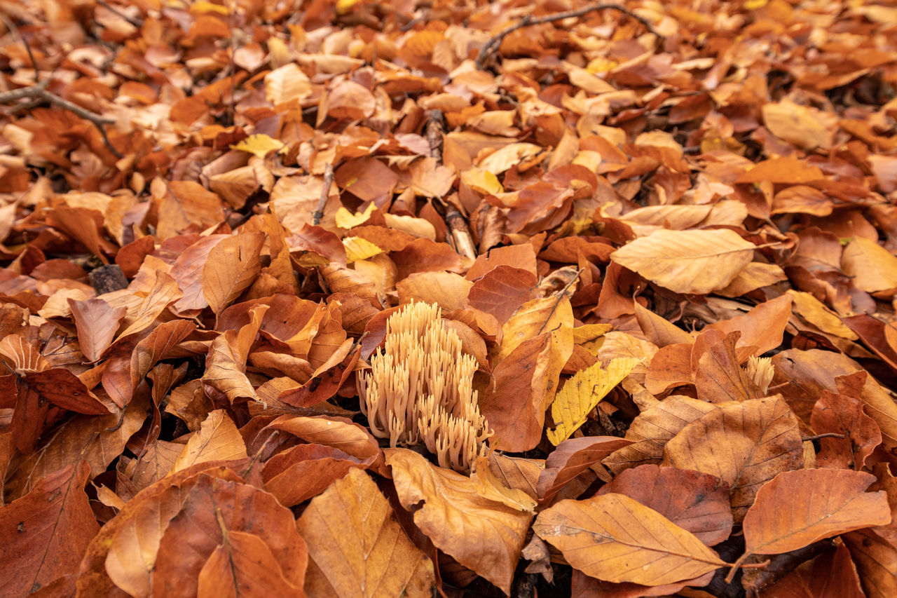 Beech tree leaves covering the forest floor and mushrooms growing in between on a sunny autumn day