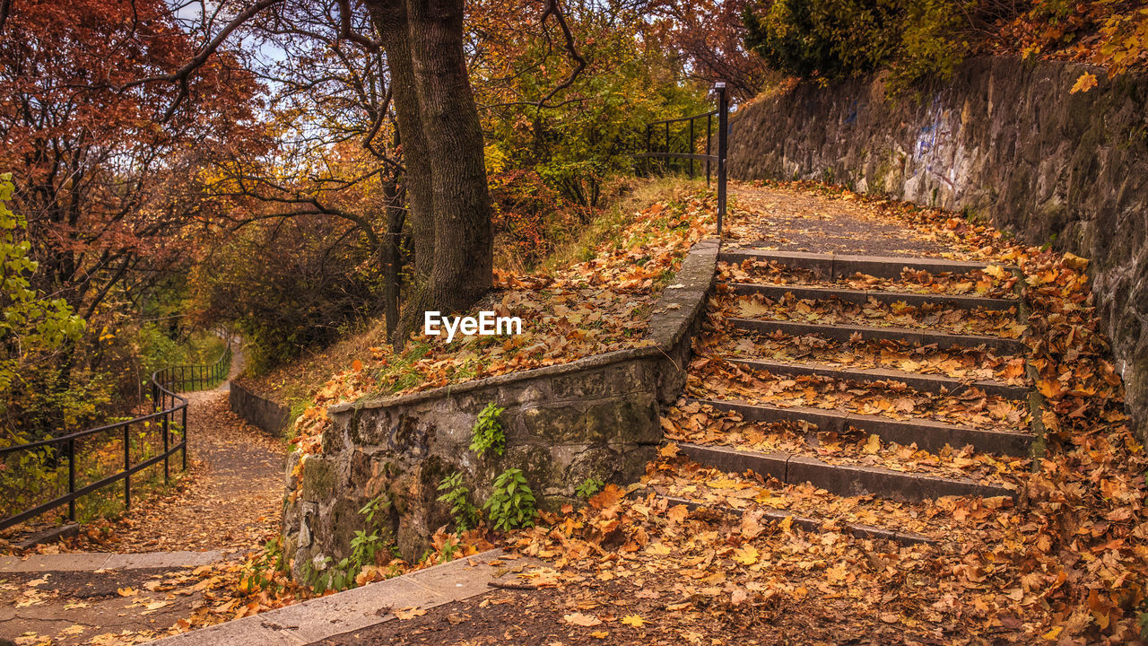 Steps by trees during autumn at park