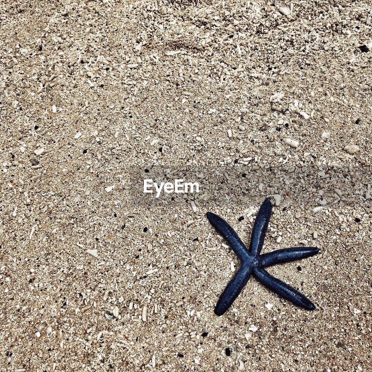 CLOSE-UP OF LIZARD ON SAND