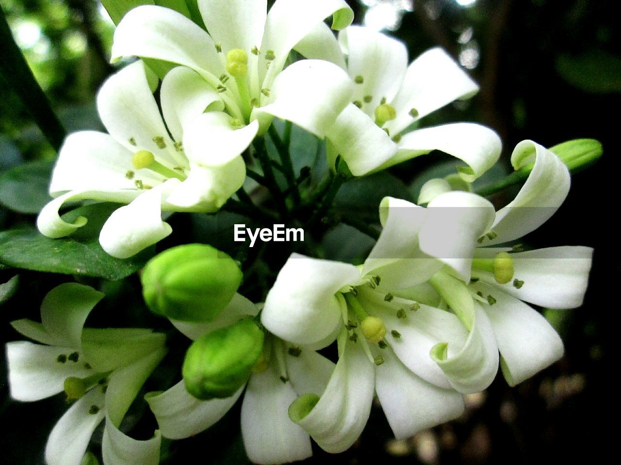 CLOSE-UP OF WHITE FLOWERS