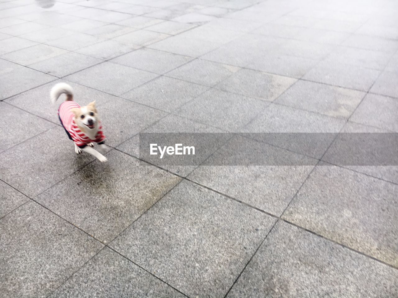 CLOSE-UP OF DOG ON COBBLESTONE