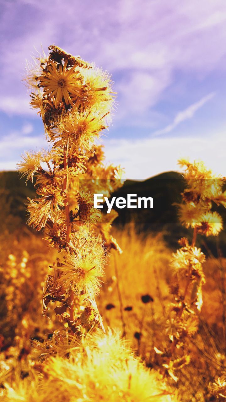 CLOSE-UP OF YELLOW FLOWER IN FIELD AGAINST SKY