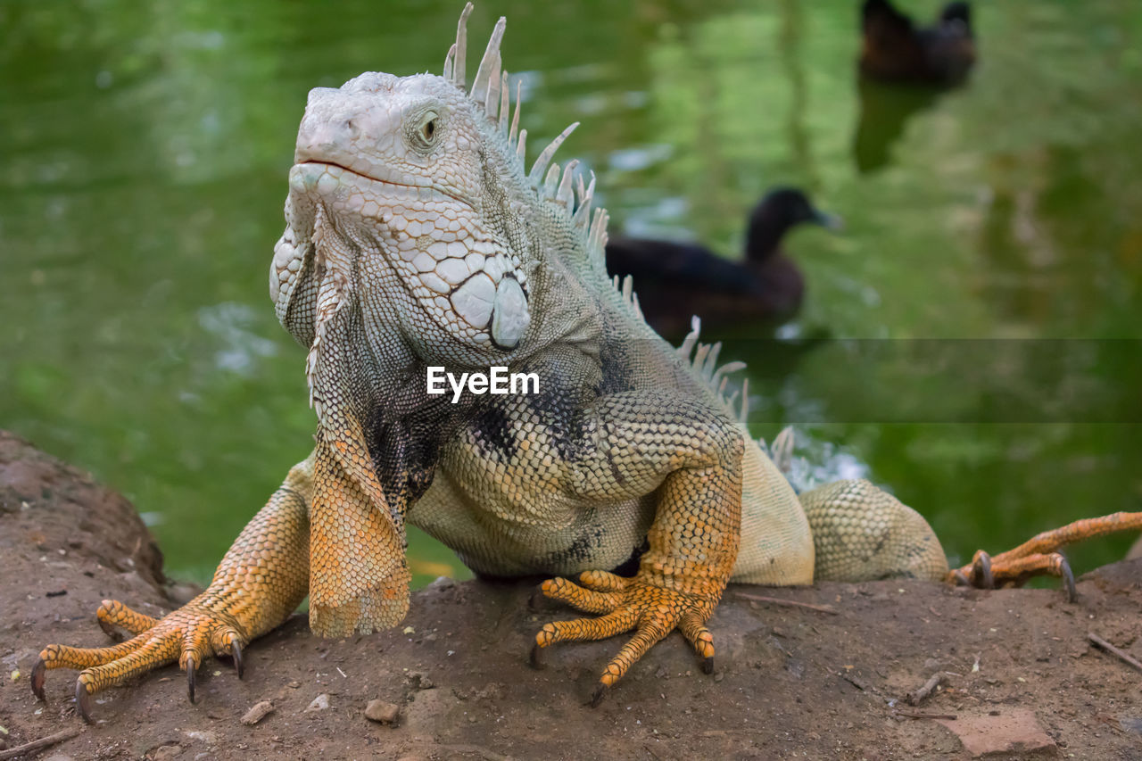 CLOSE-UP OF LIZARD IN WATER