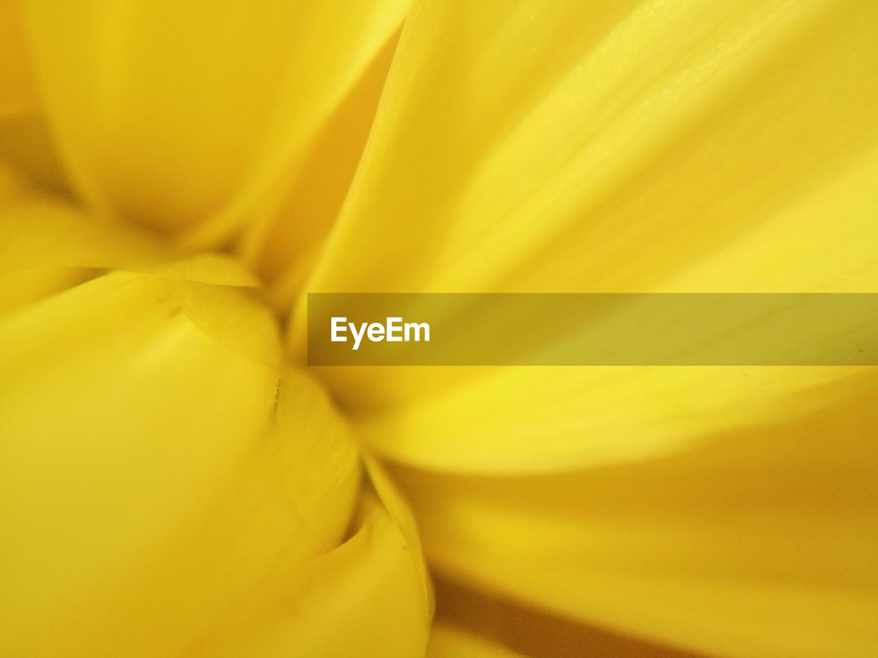 DETAIL OF YELLOW FLOWER