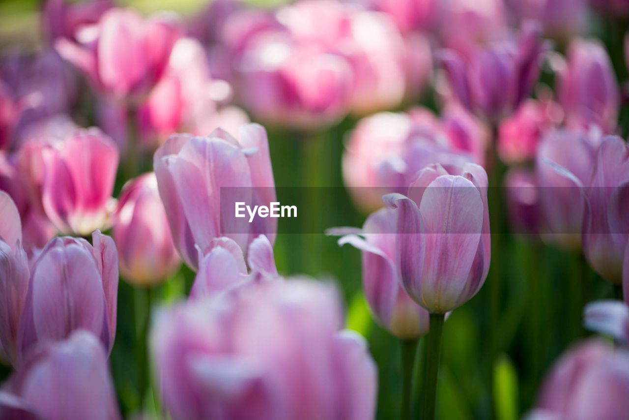 Close-up of pink tulips blooming outdoors