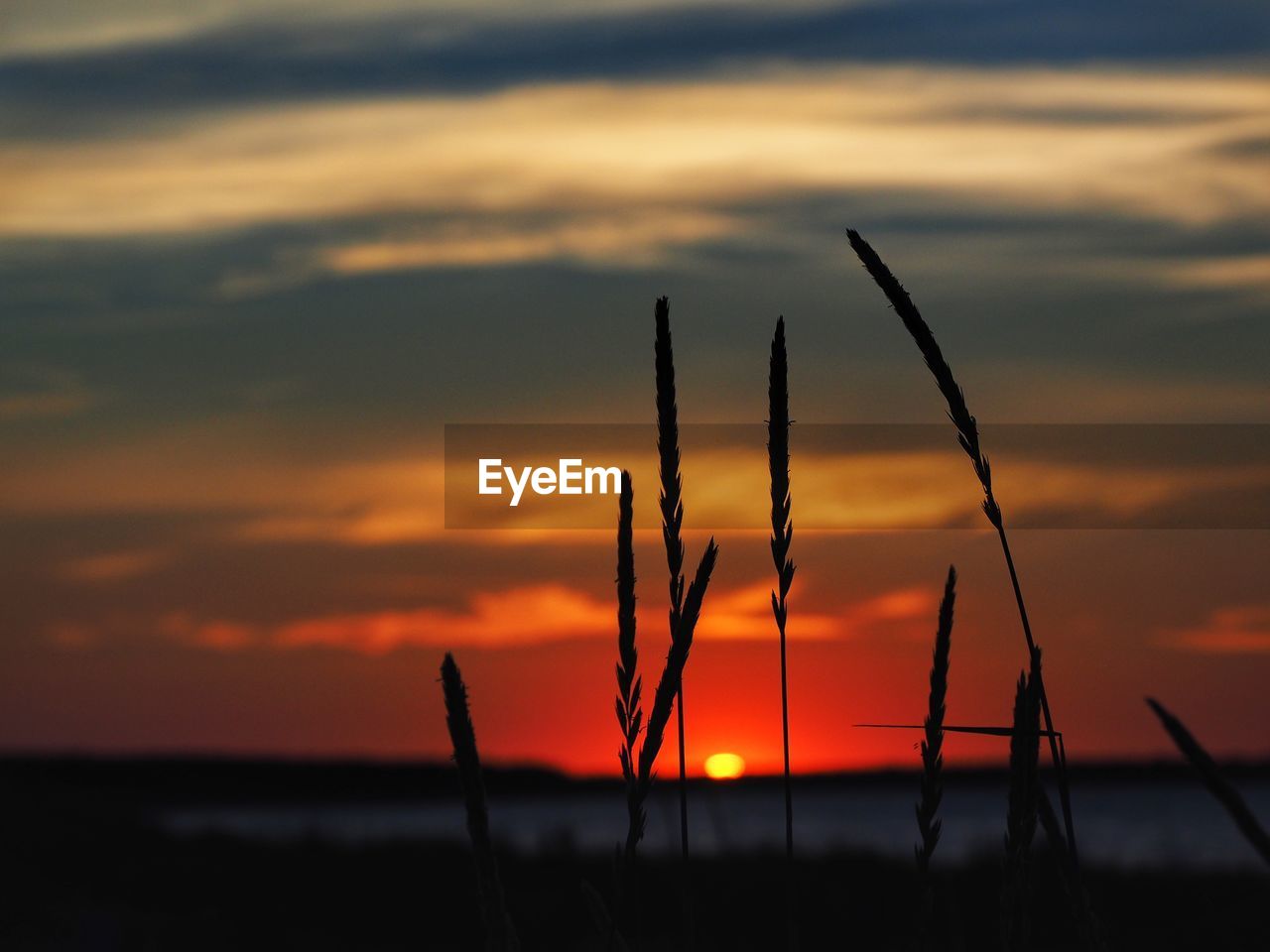 Close-up of silhouette plant on field against sky at sunset