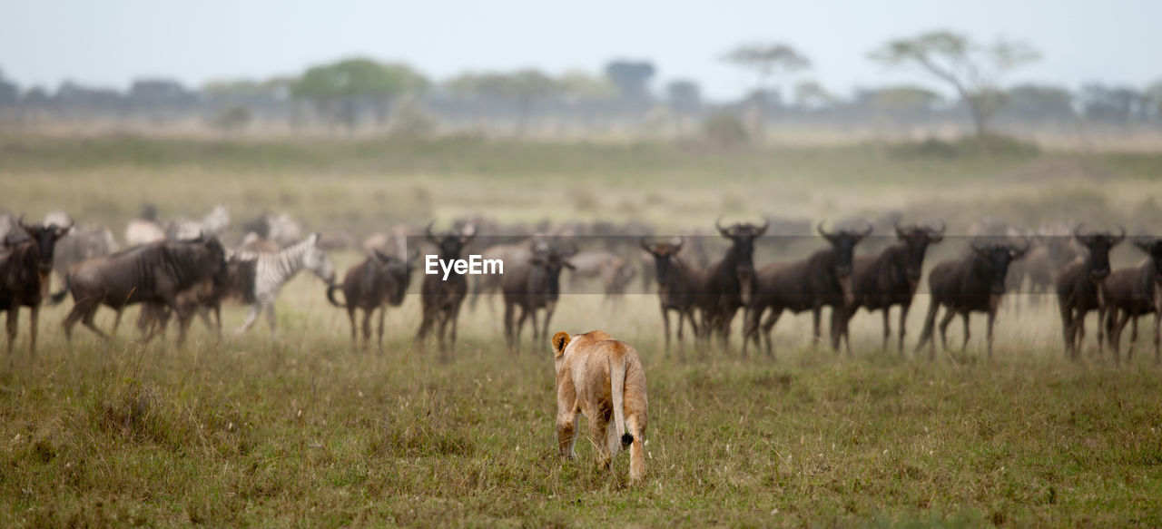 Lion found in east african national parks