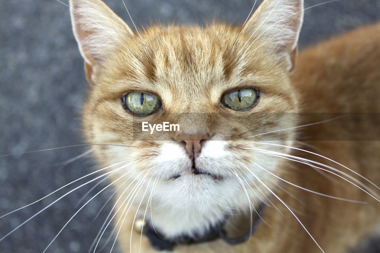 High angle portrait of cat standing on street