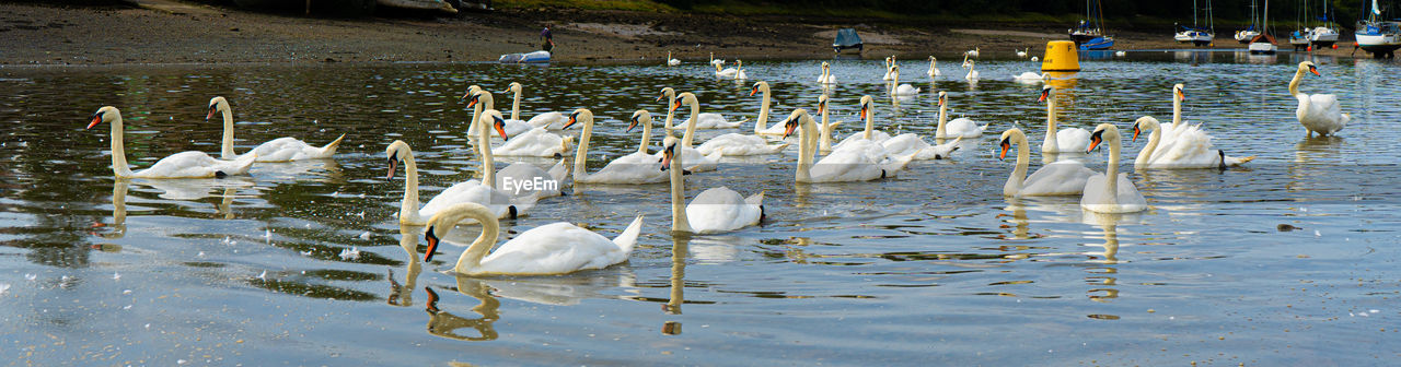 Large group bevy of white mute swans in woodham ferrers