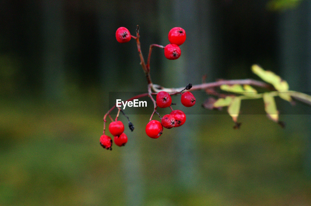 CLOSE-UP OF STRAWBERRY GROWING ON TREE