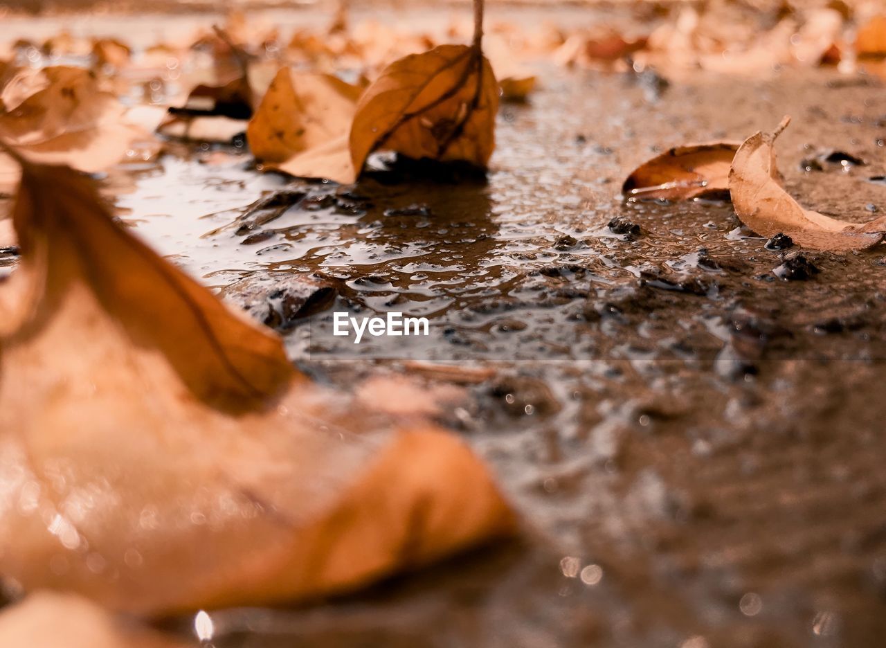 Close-up of autumn leaves in water