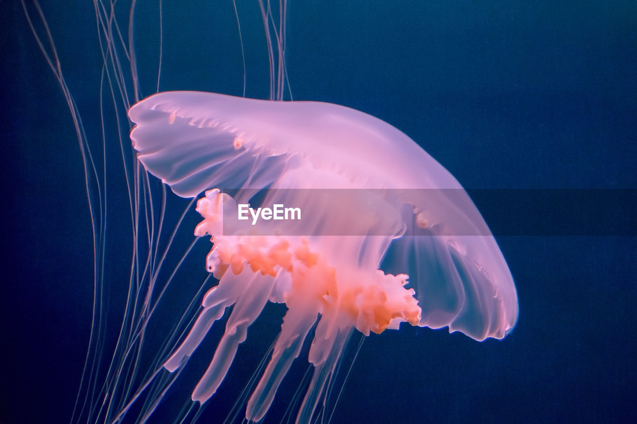 close-up of jellyfish swimming in aquarium