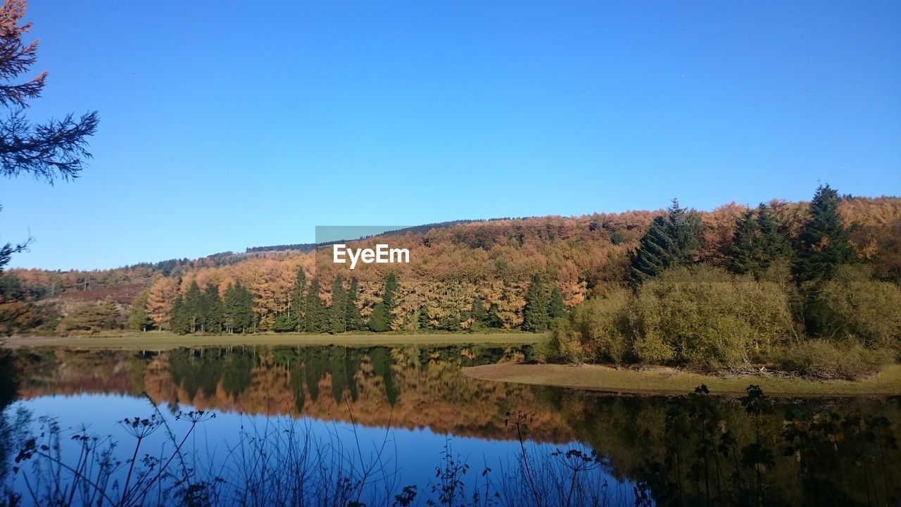 Scenic view of lake in forest against clear blue sky