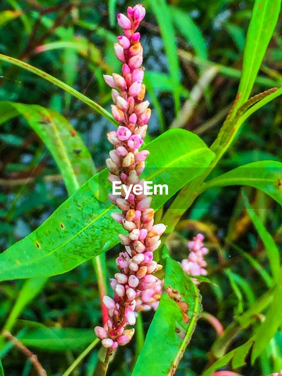 CLOSE-UP OF PINK FLOWERS