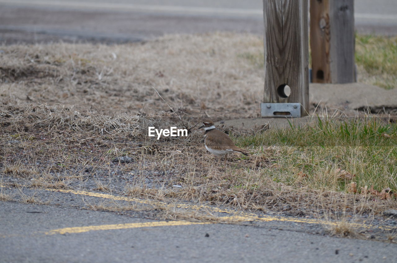 Upclose with a killdeer 