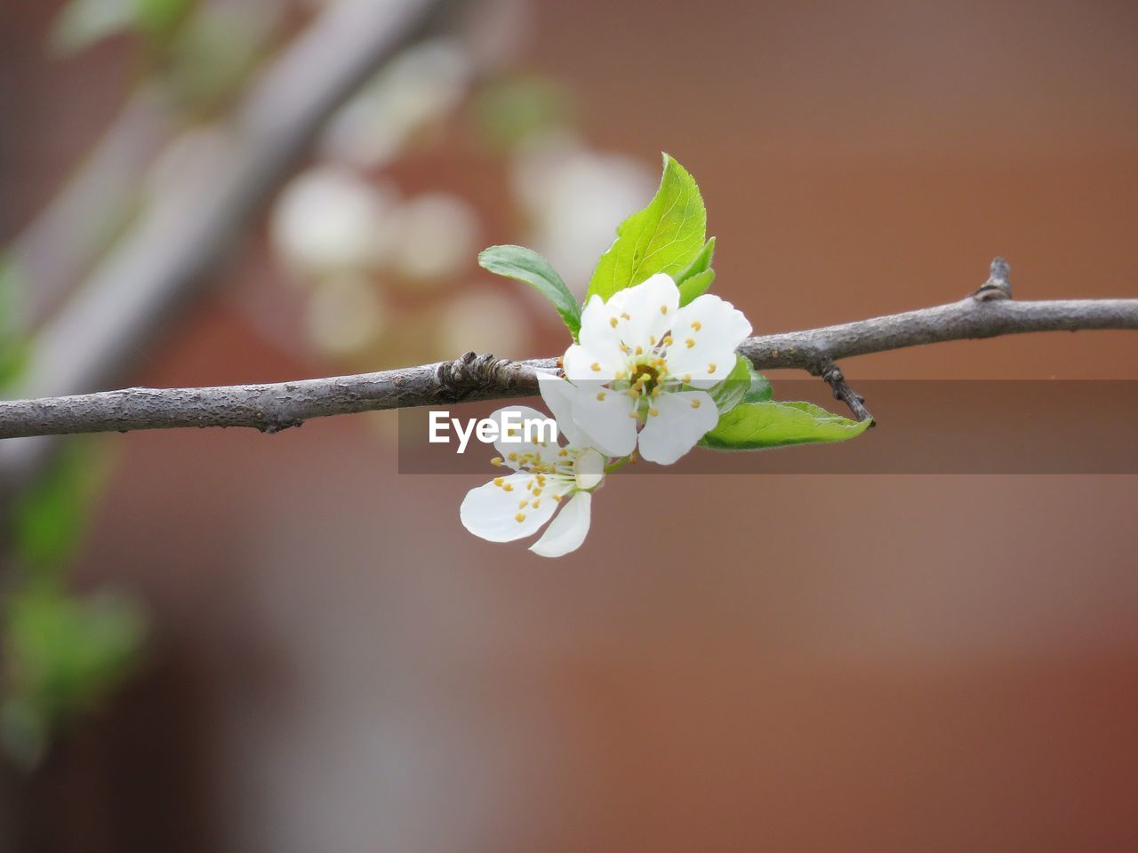 Close-up of white cherry blossoms in spring