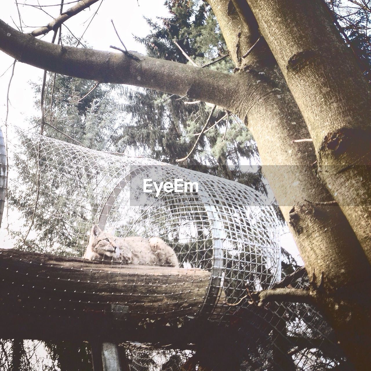 Low angle view of lynx in cage at zoo