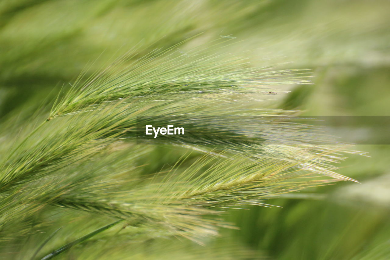 Close-up of pine tree