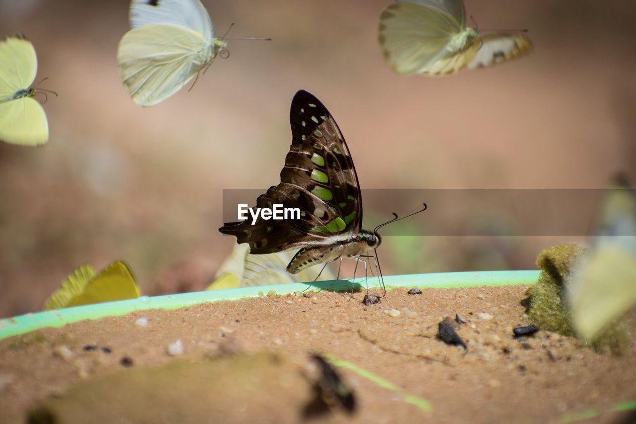 BUTTERFLY ON LEAF