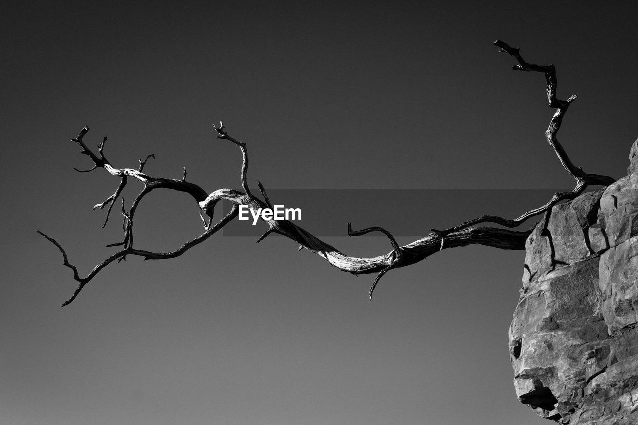LOW ANGLE VIEW OF BARE TREE BRANCH AGAINST SKY