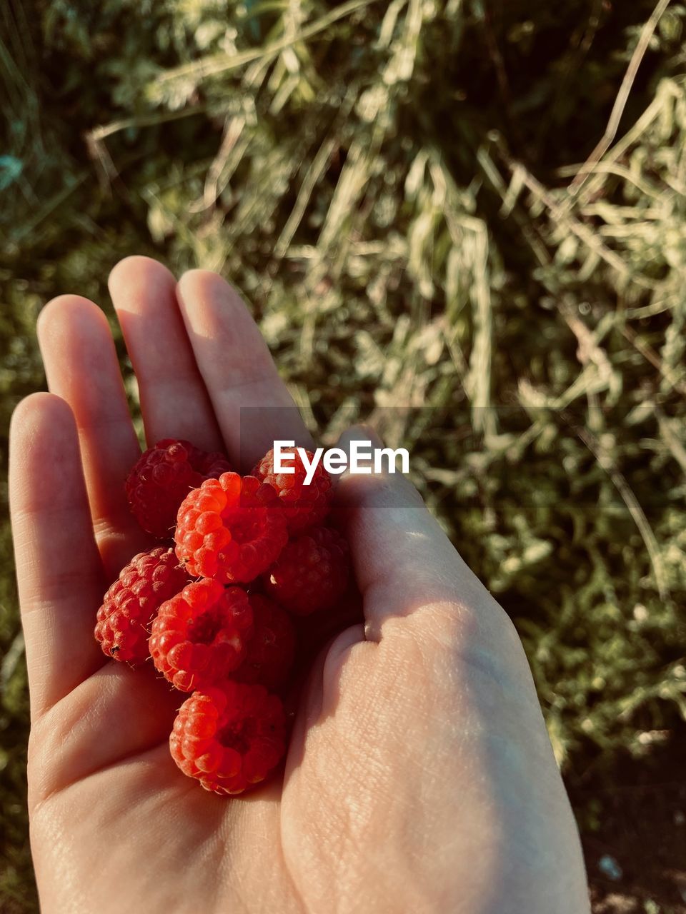 CLOSE-UP OF HAND HOLDING FRUIT