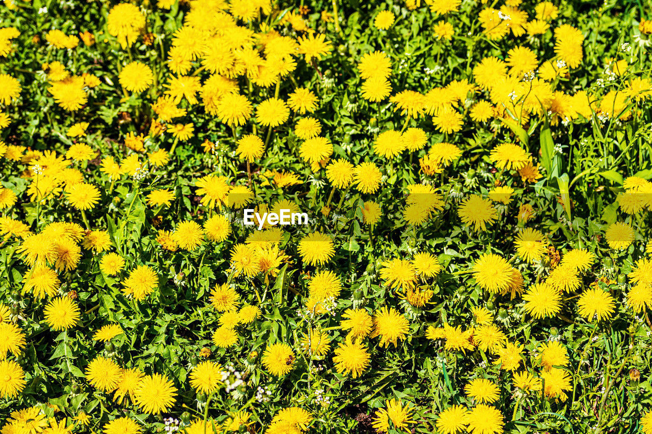 yellow, plant, flower, beauty in nature, flowering plant, growth, freshness, full frame, fragility, nature, no people, backgrounds, field, land, day, meadow, flower head, abundance, high angle view, outdoors, inflorescence, petal, close-up, springtime, wildflower, green, tranquility