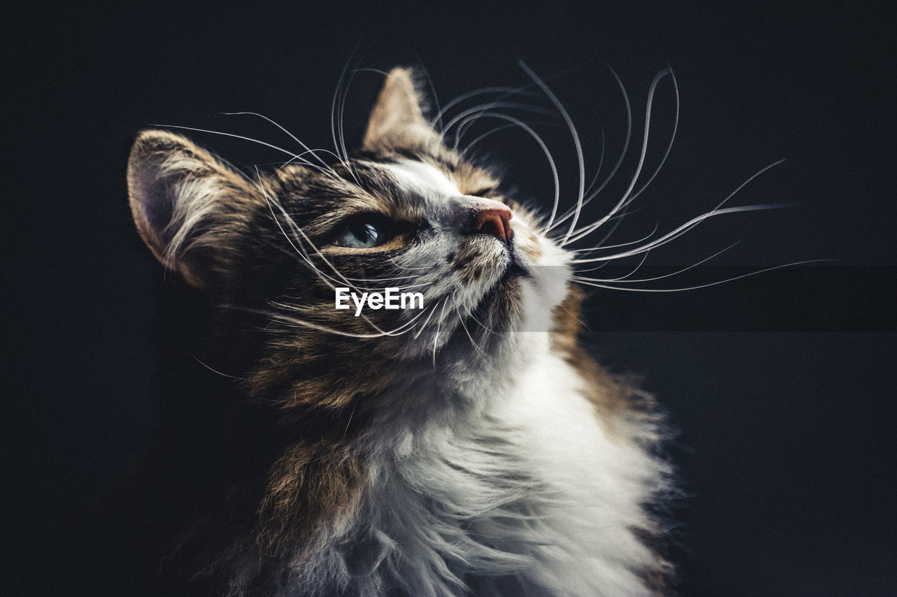 Portrait of siberian cat looking away against black background and natural light
